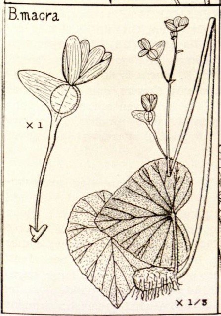 B. macra